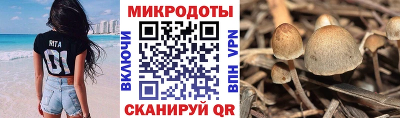 где можно купить   Новая Ладога  Галлюциногенные грибы Psilocybine cubensis 